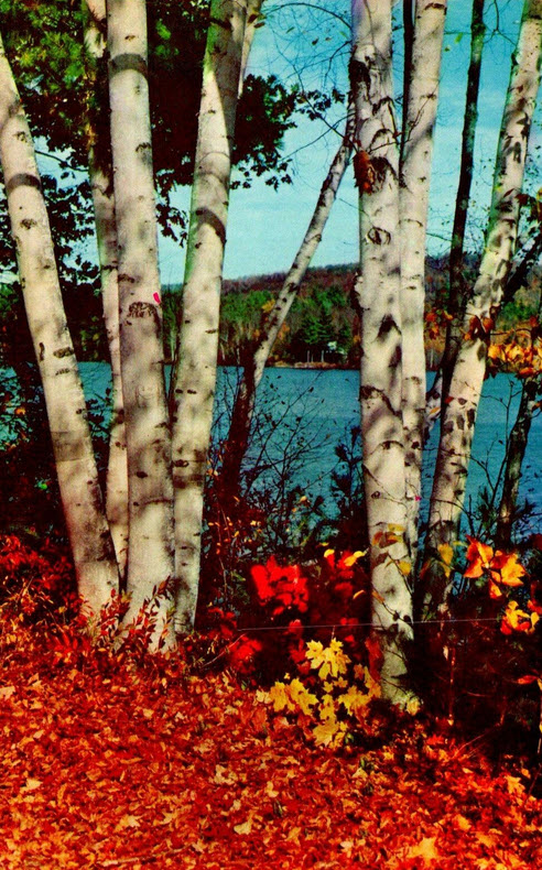 Underground Forest - Various Promos (newer photo)